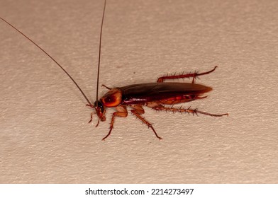 Brown Cockroach, Macro, Kharkiv, Ukraine