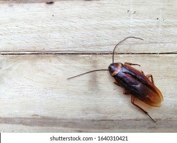 Brown cockroaches on the wooden floor with copy space, Cockroaches are dirty, disgusting and can carry disease to humans