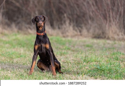 Brown color Doberman Pinscher dog in the park