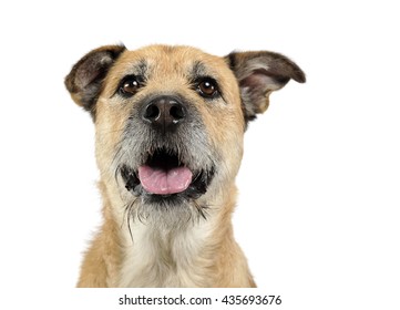 Funny Dog Disgust Denial Disagreement Face Stock Photo 723325606 