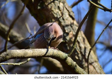 A Brown Colored Bird With Dark And Bright Blue Feathers In Its Wings And Tail. A Jay Bird Collects Seeds And Nuts And Brings Them To Its Pair. A Family Of Birds. A Bird Kiss. Birds' Spring Games