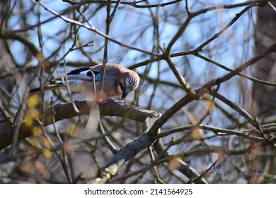 A Brown Colored Bird With Dark And Bright Blue Feathers In Its Wings And Tail. A Jay Bird Collects Seeds And Nuts And Brings Them To Its Pair. A Family Of Birds. A Bird Kiss. Birds' Spring Games