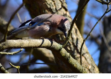 A Brown Colored Bird With Dark And Bright Blue Feathers In Its Wings And Tail. A Jay Bird Collects Seeds And Nuts And Brings Them To Its Pair. A Family Of Birds. A Bird Kiss. Birds' Spring Games