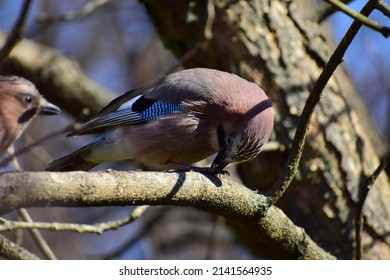 A Brown Colored Bird With Dark And Bright Blue Feathers In Its Wings And Tail. A Jay Bird Collects Seeds And Nuts And Brings Them To Its Pair. A Family Of Birds. A Bird Kiss. Birds' Spring Games