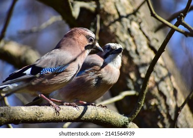 A Brown Colored Bird With Dark And Bright Blue Feathers In Its Wings And Tail. A Jay Bird Collects Seeds And Nuts And Brings Them To Its Pair. A Family Of Birds. A Bird Kiss. Birds' Spring Games