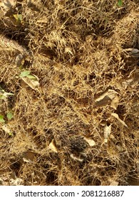 Brown Colored Dead Grass Patch