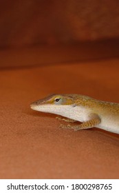 茶色のanole の画像 写真素材 ベクター画像 Shutterstock