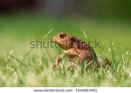 A brown common toad (Bufo bufo) in green grass. 