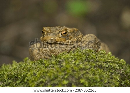 Brown common toad with a grumpy expression on a mossy rock UK