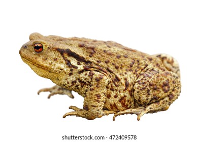 33,640 Brown toad Images, Stock Photos & Vectors | Shutterstock