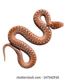 Brown common viper snake isolated on white background, skin texture close-up. Wildlife, reptile, biology, zoology, herpetology, environmental conservation, science, education, graphic resources - Shutterstock ID 147542918