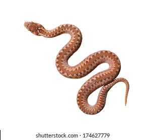 Brown common viper snake isolated on white background, skin texture close-up. Wildlife, reptile, biology, zoology, herpetology, environmental conservation, science, education, graphic resources