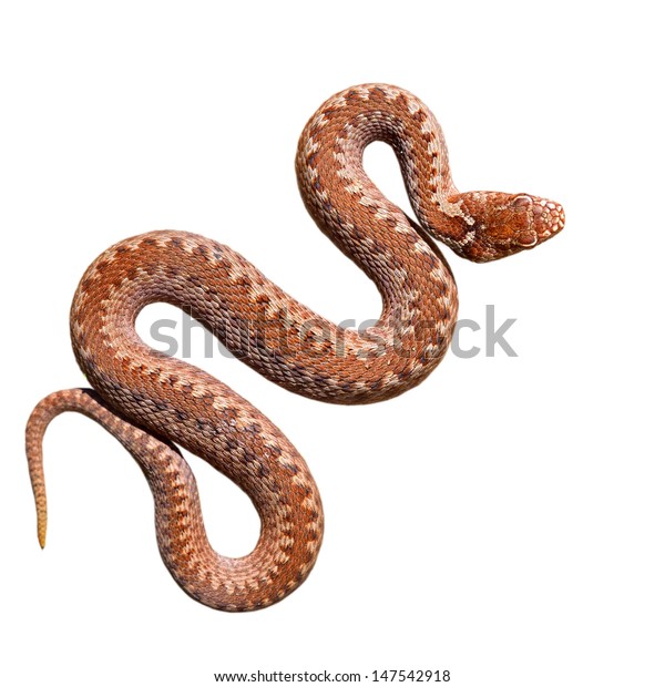 Brown Common Viper Snake Isolated On Stock Photo (Edit Now) 147542918