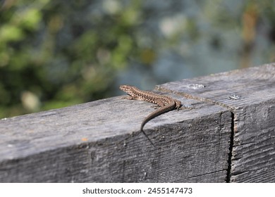 brown common wall lizard sitting in the sun a weathered wooden fence