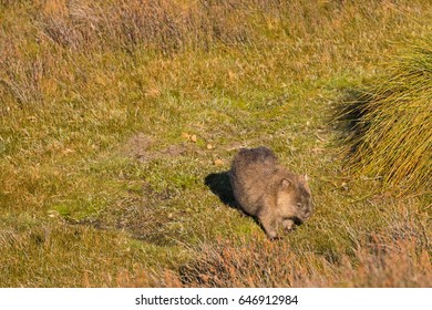 Brown Common Wombat Grazing Grass For Dinner After Leaving Poo, Feces Behind Its Back At Cradle Mountain, Lake St Clair National Park. Autumn In Tasmania, Australia
