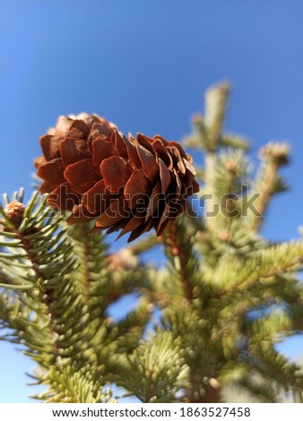 a brown cone on a pine tree

