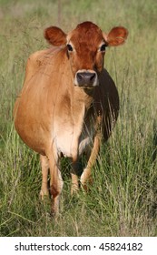 Jersey Cow Images, Stock Photos & Vectors | Shutterstock