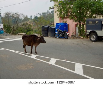 Brown Cow / Bull Standing In The Middle Of A Rural Street Blocking Traffic In The Countryside Of Kerala (India)	