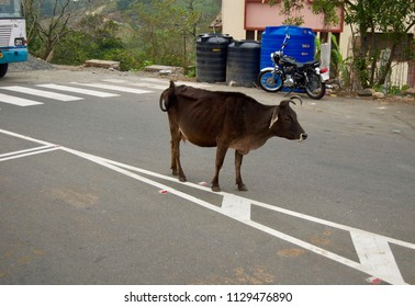 Brown Cow / Bull Standing In The Middle Of A Rural Street Blocking Traffic In The Countryside Of Kerala (India)	