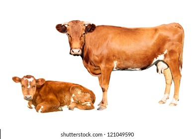 Brown Cow And Calf  Isolated On White Background