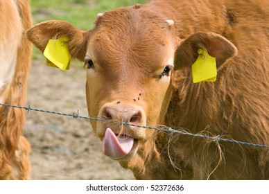 Cow Tongue Images Stock Photos Vectors Shutterstock