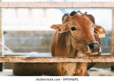 Brown Cow In Cowshed Trough In Barn Stall At A Cattle In Agriculture Livestock Farm Or Ranch, Cow's Head Behind A Wooden Fence In The Paddock, Selective Focus