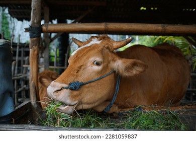 brown cow eats fresh green grass in the stable  - Shutterstock ID 2281059837