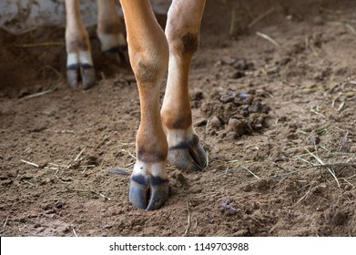 Brown Cow Feet