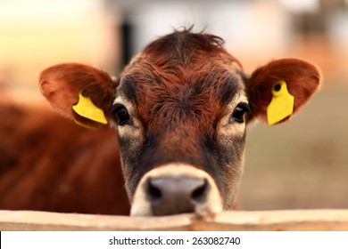 Brown Cow In The Field