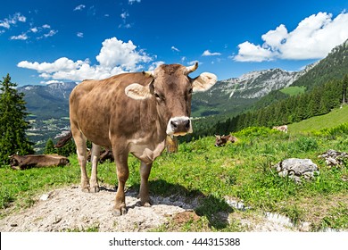 Brown Cow In Front Of Mountain Landscape