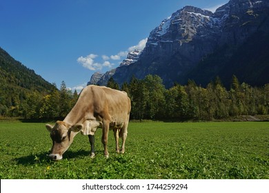 Brown Cow grazing in the meadow of Klontal valley isolated by the landscape Glarus Alps mountain range in Switzerland at the end of summer.