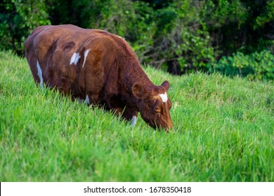 Brown Cow Grazing On Long Green Grass, Lord Howe Island, NSW, Australia