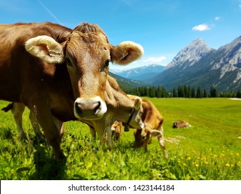 brown cow grazing on meadow in mountains. Cattle on a pasture
