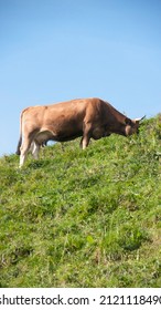 Brown Cow In A Green Grass Hillside