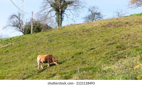 Brown Cow In A Green Grass Hillside