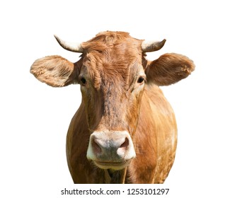 Brown Cow, Isolated On White Background