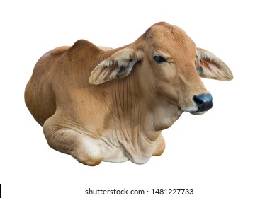 17,578 Cow rest Images, Stock Photos & Vectors | Shutterstock