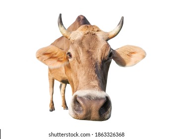 A Brown Cow Isolated On White Background