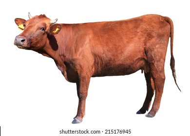 brown cow isolated on white background