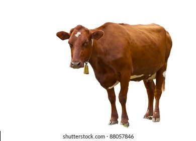brown cow isolated on white background