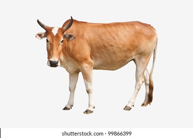 Brown Cow Isolated On White Background