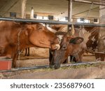 Brown cow licking others cow head with long horns in stall eating green hay from the floor