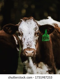 Brown Cow Looking Into Camera On An Australian Dairy Farm