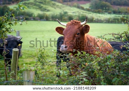 A brown cow looking over a hedgerow on a farm in the English countryside, UK.