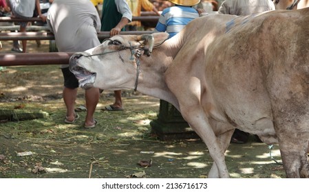 Brown Cow With Mouth Open And Drooling Hot In The Cow Market