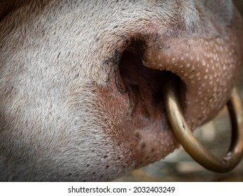 Brown Cow  - Nose With Ring