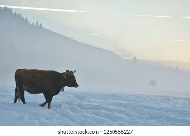 Brown Cow On Field With Snow