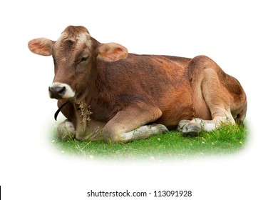 17,578 Cow rest Images, Stock Photos & Vectors | Shutterstock