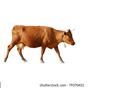 Brown Cow On A White Background