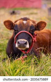 Brown Cow Sitting In The Grass